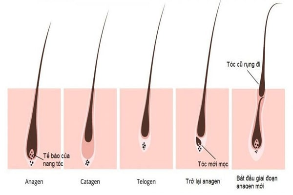 6 cách giúp kích thích mọc tóc nhanh và hiệu quả