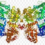 Cơ chế tác dụng của enzyme 