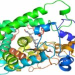 Enzyme là gì? Enzyme là thuốc gì?