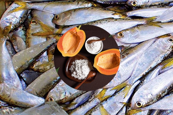 Papain thủy phân cá, ủ phân bón từ cá