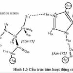 Tính chất của Papain – Enzyme chiết xuất đu đủ là gì?