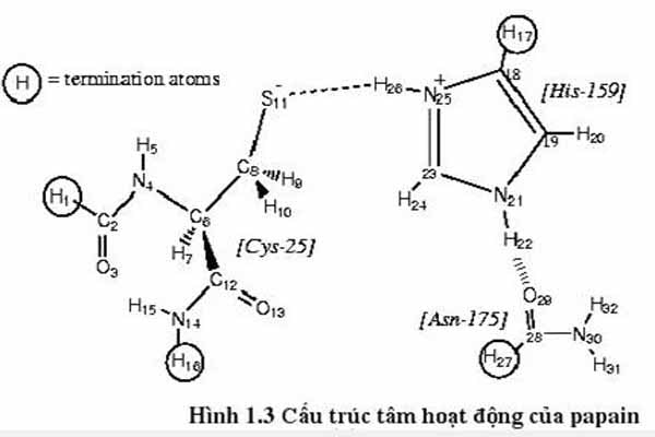 Tính chất của Papain – Enzyme chiết xuất đu đủ là gì?