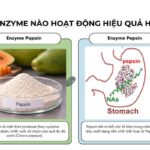 Khả năng thủy phân protein: Papain hay Pepsin cắt liên kết peptide hiệu quả hơn?