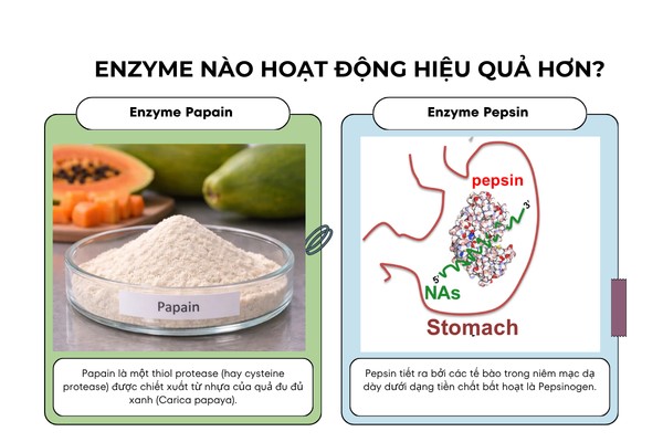 Khả năng thủy phân protein: Papain hay Pepsin cắt liên kết peptide hiệu quả hơn? 1