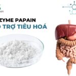 Khám phá 05 tác dụng của Papain đối với sức khỏe