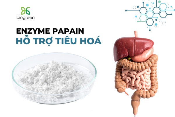 Khám phá 05 tác dụng của Papain đối với sức khỏe 1
