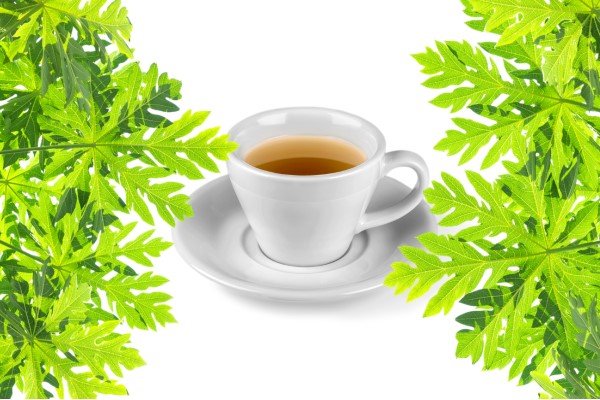 Uống lá đu đủ đực có tác dụng gì? 08 lợi ích sức khỏe bất ngờ 1