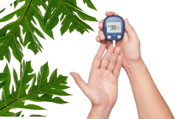 Uống lá đu đủ đực có tác dụng gì? 08 lợi ích sức khỏe bất ngờ 2