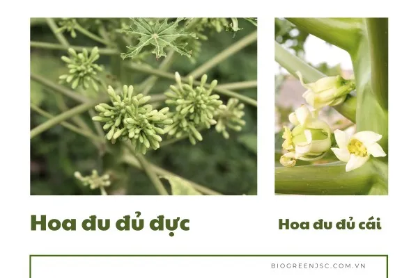 Mách bạn cách phân biệt cây đu đủ đực và cái cực dễ 2
